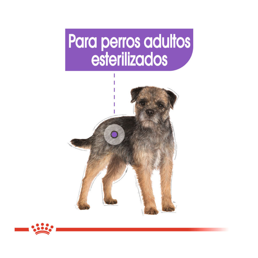 Royal Canin Mini Sterilised pienso para perros, , large image number null