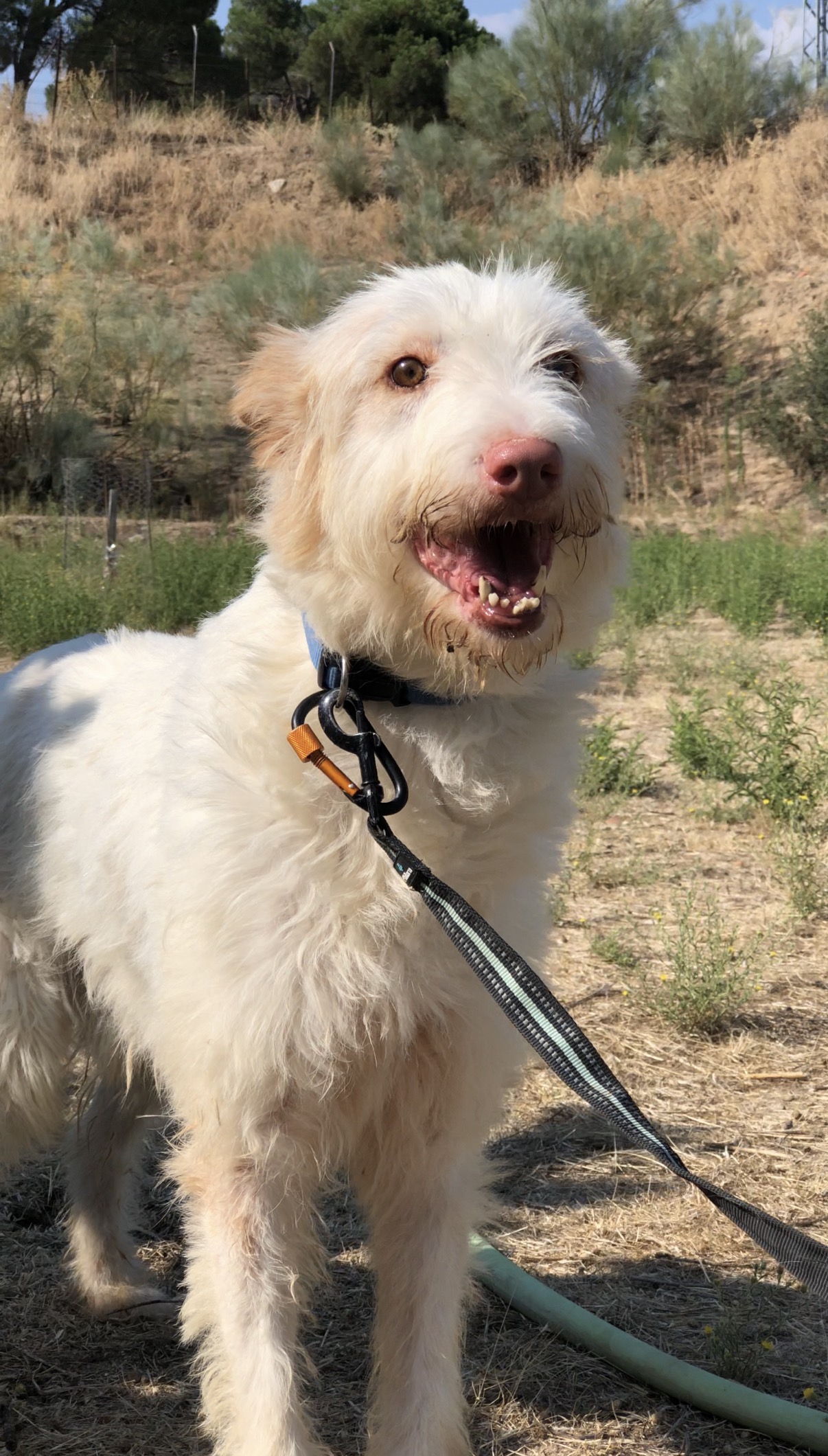 Adopta a Gitano