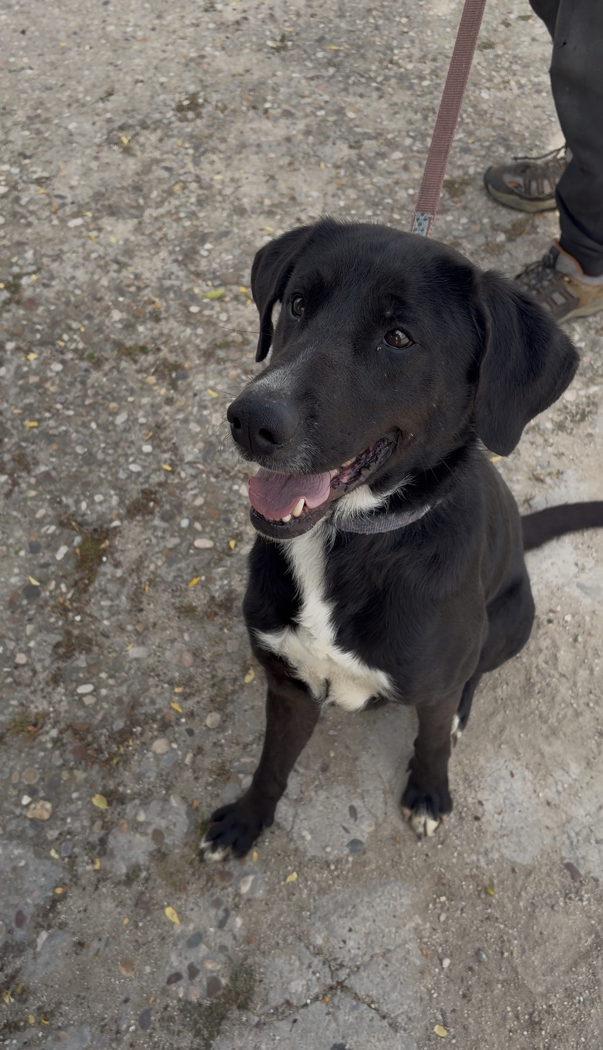 Adopta a Narco