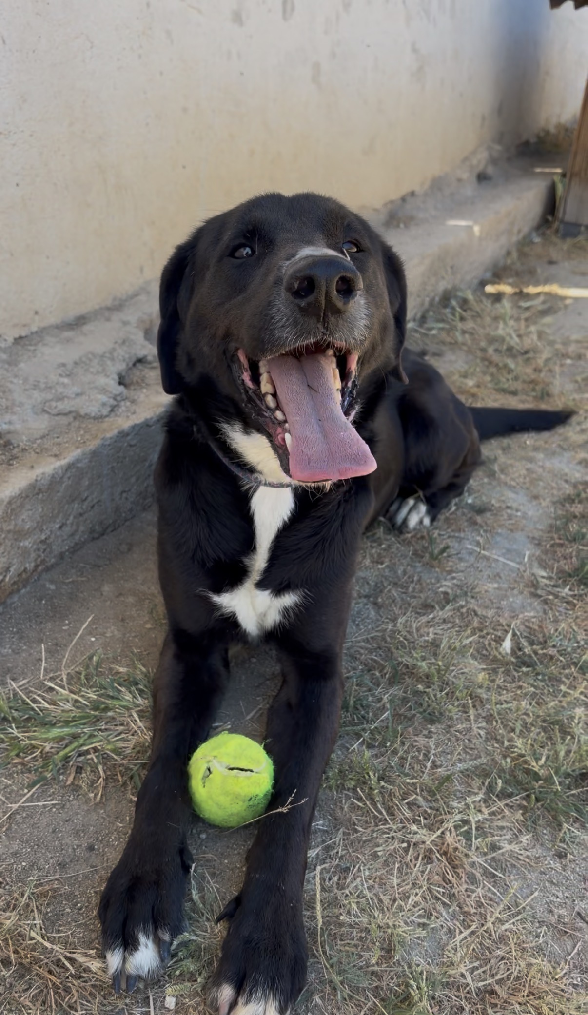 Adopta a Narco